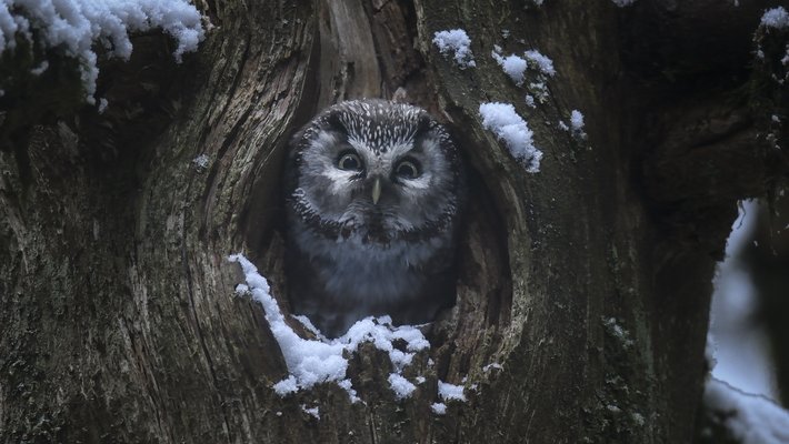 Das Flüstern der Wälder Vorschaubild des Trailers